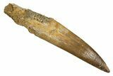 Fossil Plesiosaur (Zarafasaura) Tooth With Root #344874-1